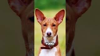 Basenji Dog Breed shorts trending [upl. by Stern]