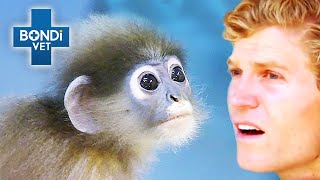 Last Chance Rescue For Lost Monkey 🐒  Bondi Vet Clips  Bondi Vet [upl. by Ennywg202]