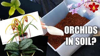 10 Orchids you can Plant in Soil  Orchid Care Tips for Beginners [upl. by Akimert]