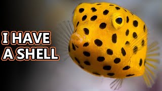 Cowfish facts also boxfish facts  Animal Fact Files [upl. by Sunda863]