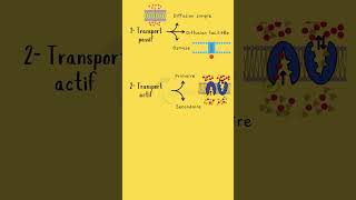 Les 3 types de transport membranaire TransportMembranaire Diffusion Osmose Endocytose [upl. by Nohtiek]