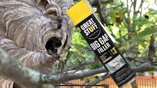 Spray foam vs hornet nest and results [upl. by Hsreh410]