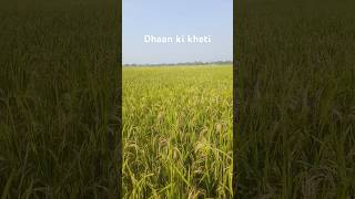 Dhaan ki kheti song kisani [upl. by Cecilio114]