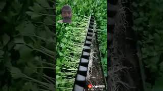 Gar man or sabzi li paniery lagn farming agriculture farmer love gardening [upl. by Ibrahim]