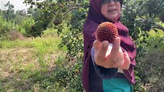 Sri Rambai Farm of Haji Bakar❤️Ms Norlee w Ms Carenharvested pulasanrambutandan dukun lansat❗️ [upl. by Rednav]