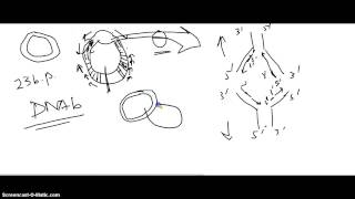 Genetics Part 10 Replication 6 Termination in Eukaryotes and Prokaryotes [upl. by Dusa]