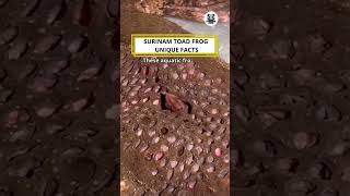 Surinam Toad Frog Unique Facts shorts animals funny facts [upl. by Gomer933]