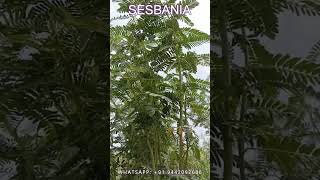 SESBANIA GRANDIFLORA AGATHI SEEDS  AGASTHI SEEDS PLANTATION [upl. by Eanore]