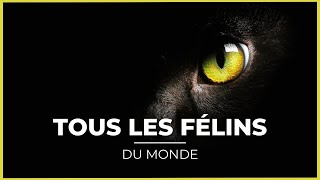 TOUTES les ESPECES de FÉLINS 🦁😍  40 espèces [upl. by Gnilrets]