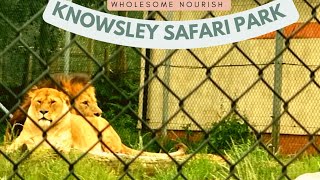 Knowsley Safari Park  Safari Drive  Things to do in Liverpool with Kids  UKs Longest Safari Park [upl. by Liggett416]