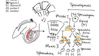 Meiosis pada Spermatogenesis [upl. by Alleusnoc656]