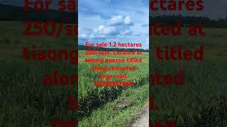 For sale 12 hectares 250sqm Located at tiaong quezon along cemented brgy road farmlotforsale [upl. by Nytsyrk]