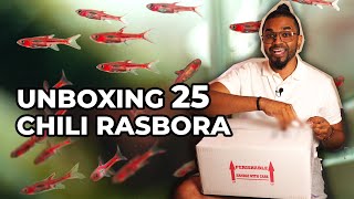 UNBOXING 25 CHILI RASBORA  And Lessons Learnt [upl. by Liddle835]