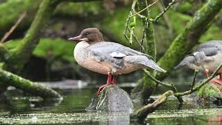 Female Goosander at Park Hall Lake Staffordshire UK [upl. by Nahtnamas]