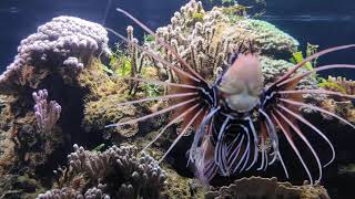 Pterois volitans Lionfish Big Fish Aquarium Zoo Schönbrunn Vienna Visit Xiaomi Test [upl. by Giesser]