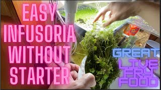 Infusoria easy method without starter great live fry food [upl. by Nannoc577]