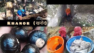 khanor लाने गए जंगल 🫡himalayas himachalifood forest missdarkali [upl. by Raji]