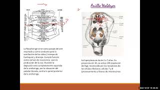 TEORIA 40 PEDIATRIA  INF RESP FARINGOAMIGDALITIS ADENOIDITIS Y OTITIS MEDIA [upl. by Africa]