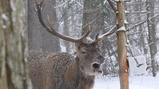 Cuda Puszczy Białowieskiej [upl. by Franny]