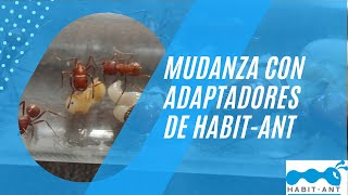 Mudanza con adaptadores HabitAnt [upl. by Lauhsoj]