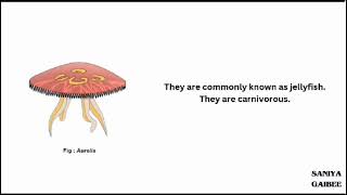 classification of phylum Coelenterata [upl. by Anuska]