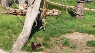 Gibbon vs otters [upl. by Inanuah583]