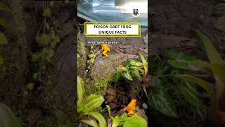 Poison Dart Frog Unique Facts shorts funny facts [upl. by Anabella109]