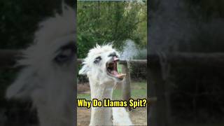 Why Do Llamas Spit shorts [upl. by Anadroj365]