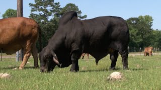 THE HOUSTON LIVESTOCK SHOW AND RODEO THE COWBOYS SHOW [upl. by Doscher]