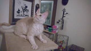 Sphynx Maine Coon CrossBreed [upl. by Anisirhc110]