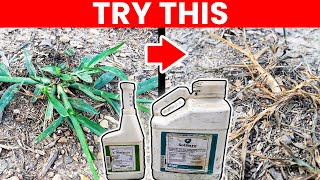 Goosegrass Weed Killer in the Lawn  Testing 2 Products [upl. by Norad]