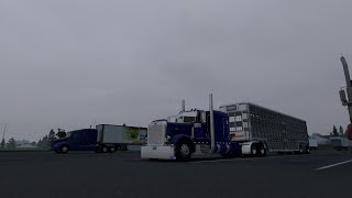 Hauling cattle with the Peterbilt 389 [upl. by Astred]