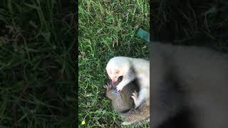 Ferret vs squirrel with bobby 1  pest control [upl. by Nadabb737]