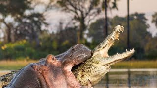 Extreme Fights Hippo vs Crocodile Wild Animals Attack [upl. by Nylrahc]