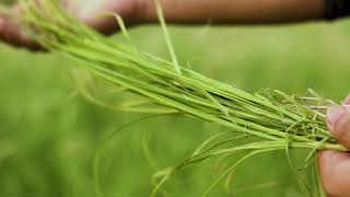 Kohenoor Rhode Grass Seeds [upl. by Lac]