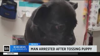 Police arrest 25yearold for tossing puppy in Tujunga wash [upl. by Capwell368]