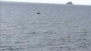 Basking Sharks jumping out of water Cornwall [upl. by Solenne]