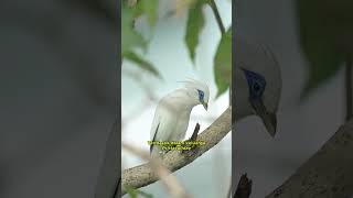 Burung Curik bali  Bali myna [upl. by Aikaj]