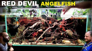 Red Devil Angelfish Aquarium EPIC 4ft Aquascape Tutorial [upl. by Nnauol]