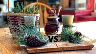 Pine Needle Tea  Lodgepole Pine vs Ponderosa Pine [upl. by Asek]