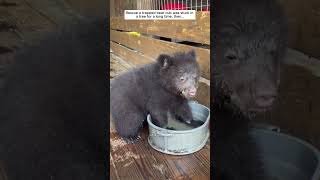 Rescue a trapped bear cub was stuck in a tree for a long time then bear babybear short [upl. by Avalsorim]