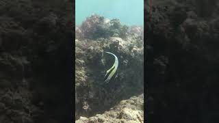 Moorish Idol swimming along reef at Gerickes Point Fish MoorishIdol gardenroute reef [upl. by Eat]