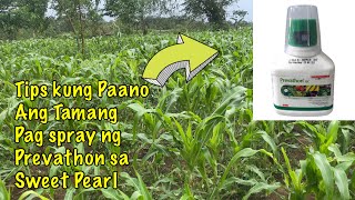 Tips kung Paano Ang Tamang pagspray ng Prevathon sa Sweet Pearl na Mais… [upl. by Marv]