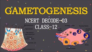 GAMETOGENESIS  NCERT DECODE03  CLASS12 BIOLOGY  NEET  BOARD  BySanjay Kumar [upl. by Channing]