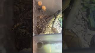 Black Widow VS Praying Mantis face off ￼￼ [upl. by Brita]