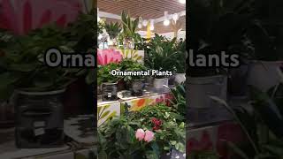 Ornamental Plants beautiful plantslover ornamentalplants shorts [upl. by Kellby]