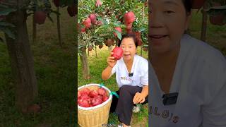 Delicious Red Apple 🍎🍎 Harvest from Farm  Very Sweet Apple fruit shorts satisfying ytshorts [upl. by Avilys934]