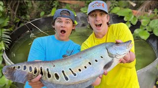 I caught Bass fishing Productions a new pet fish [upl. by Misha]