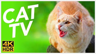 CAT TV  Exotic Birds in Indonesian Wilderness  Bird Video for Cats To Watch  4K Cat Video [upl. by Lasonde]