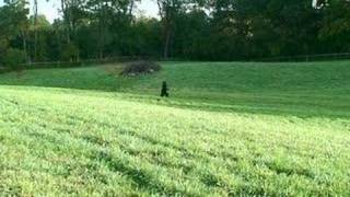 VERMONT FARMER CATCHES BIGFOOT ON VIDEO TRAIL CAMERA [upl. by Maryl]